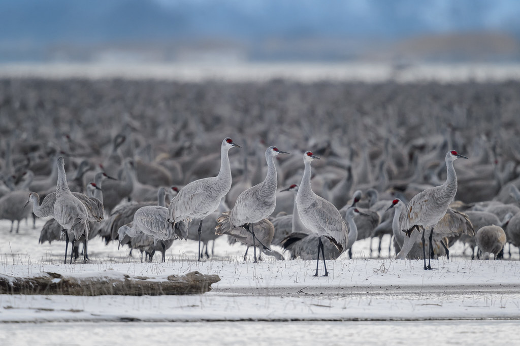 Sandhill Cranes in Snow on the Platte River, NE